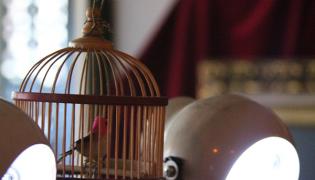 Photography by Charlotte Horn for Chester Performs. Rogues’ Galleries 2013