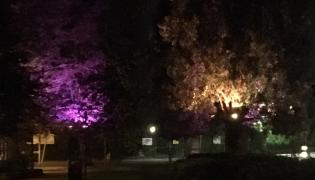 Lit Trees